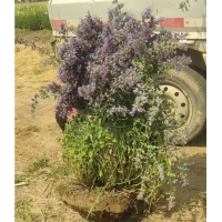 法式荆芥（六巨山）1加仑 盆栽荆芥供应 袋苗批发基地 发货快品种全 电议价格 青州新强花卉