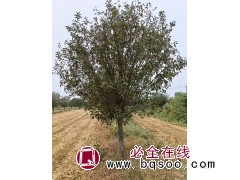 15到20公分绚丽海棠 山东货源基地实拍 园林绿化树 公园绿化造景 道路绿化行道树 电议价格 雪梅园林图1