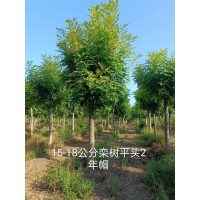 15-18公分栾树平头2年帽 规格齐全道路园林地栽风景树行道树绿化工程苗 电议价格 保定贵松园林