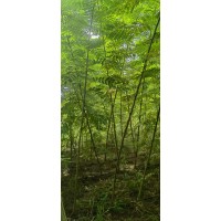 出售银合欢小苗 盆栽地栽庭院别墅公园造景风景树行道树 周口合欢小苗 占地苗 建圃苗 电议价格 锦旗苗木
