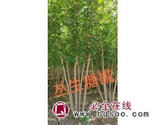 丛生金叶糖槭 东北基地精选 丛生绿叶复叶槭 产地直供绿化风景彩叶优选行道树 电议价格 宏业苗木图1