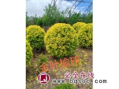 苗圃出售金叶榆球 切花材料 景区园林公园护坡行道绿化树冠幅饱满 电议价格 长春宏业苗木基地图1