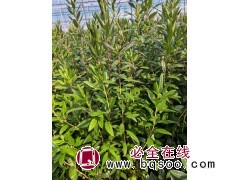 兴安杜鹃杯苗，30/40高40/60高！价格电议 别墅小区公园街道绿化 庭院花篱植物 海涛苗圃图1
