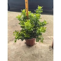 苗圃供应米兰盆栽地栽苗 花坛花境庭院小区园林绿化工程苗 电议价格 花坛花镜材料