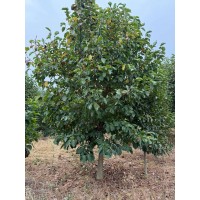 10-12公分玉兰 城市风景区庭荫树行道树 园林绿化观赏树 病虫害少 生长速度中等 电议价格 张果月季