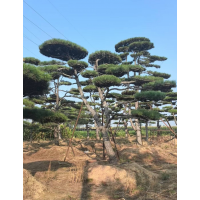桩景观松 别墅庭院绿化用 设计施工移栽 绿化装饰 现挖现卖 售楼部景观造型树 电议价格 鸿霖松园