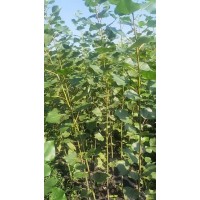 杨树苗，新林一号，绥中1号，都是新品种杨树苗，12-15年成材 电议价格 东北苗木 嘉荟苗木