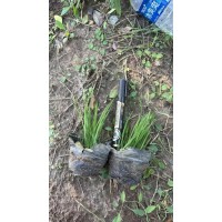 蓝花鸢尾杯苗 现状图片 鞍山花卉 园林道路绿化地被植物 电议价格 耐寒宿根花卉 莉娜宿根花卉苗木
