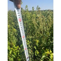 茶条槭苗 耐寒耐旱 园林观赏绿化绿蓠苗 绿化工程用 抗寒耐涝 耐修剪 电议价格 东北苗木 双喜苗圃