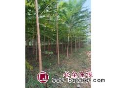 2-4公分椿树有量 生长速度快 年生长量高 移植栽培易成活 绿化小苗 电议价格 冠县现代苗木图1
