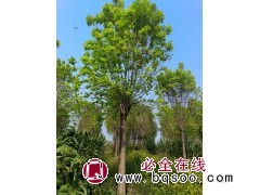 12-18公分金叶白蜡 公路行道绿化白蜡 观赏树 枝繁叶茂 遮阴纳凉 易成活 电议价格 冠县现代苗木图1