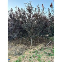 太阳李 4-6公分 量大 河北苗木产地 红叶李/紫叶李 景观绿化点缀太阳李 电议价格 曲阳永民农业