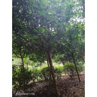高杆金桂 绿化苗木桂花树 庭院嫁接 高杆 园林庭院绿化 行道树 庭院绿化树 电议价格 宗杰苗木