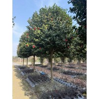 大量批发高杆茶花 库存充足，物美价廉 圆球形树形 露地栽培 四季常绿风景树 电议价格 翅鹏擎苍园林