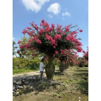 紫薇造型树 紫薇花瓶 紫薇动物造型 庭院绿化高档造型树 别墅绿化造景树 电议价格 成都翅鹏园林