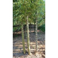元宝竹 庭院别墅绿化观赏性竹类 盆栽盆景种植竹子 公园绿化造景竹子 电议价格 湖州梓轩艺场