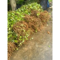 葛藤 藤本植物 攀援植物 四季常青藤本植物庭院攀援观植物 园林绿化工程苗 电议价格 梓轩园艺场