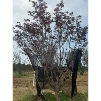 鸡爪槭 8-18公分鸡爪槭实拍 现货装车 道路花坛庭荫风景树 河北货源出售 电议价格 悦木园林苗木