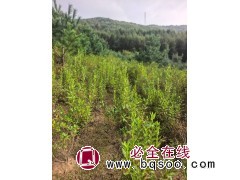 高油药用杜鹃 人工繁育驯化高油药用兴安杜鹃 兴安杜鹃容器杯苗、大地定植苗 支持视频看货图3