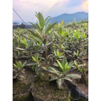高油药用杜鹃 人工繁育驯化高油药用兴安杜鹃 兴安杜鹃容器杯苗、大地定植苗 支持视频看货