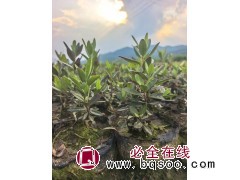 高油药用杜鹃 人工繁育驯化高油药用兴安杜鹃 兴安杜鹃容器杯苗、大地定植苗 支持视频看货图4