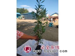 兴安杜鹃杯苗20/40公分，40/60公分 蛟河市拉法街太平苗圃主要经营 东北苗木图3