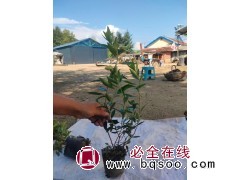 兴安杜鹃杯苗20/40公分，40/60公分 蛟河市拉法街太平苗圃主要经营 东北苗木图2