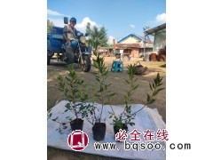 兴安杜鹃杯苗20/40公分，40/60公分 蛟河市拉法街太平苗圃主要经营 东北苗木图4