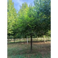 金叶榆 10-25公分二年帽金叶榆有量 公园绿化 城市绿化工程树 电议价格 山东货源 冠县现代苗木