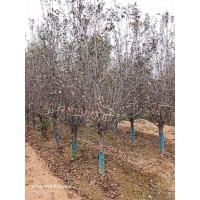 红宝石海棠8-10公分 冠幅饱满根系发达 园林工程绿化行道树苗木 树形好 电议价格 济南欣远市政园林