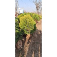 洒金柏 叶色金黄美观 绿化灌木 规格齐全 常规种植30-50厘米 电议价格 沭阳货源 王立石花卉
