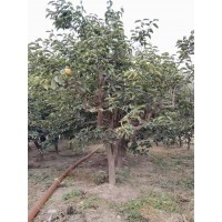 15分左右柿子树 绿化庭院种植水果苗 包成活率 苗圃现货 自产自销 电议价格 武陟县浩霖家庭苗木场