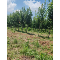 小叶白蜡基地实拍 10-12公分精品小白蜡继续处理，目前还有4000棵 电议价格 园林绿化树 京喜苗木商城