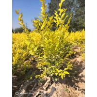 美植袋金叶榆 丛生金叶榆 地接金叶榆 大地苗 根系发达 易栽培 园林绿化优选绿蓠苗 电议 绿润园园林