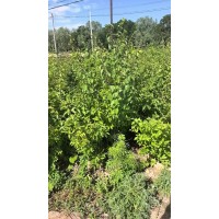 25美植袋金银木 落叶灌木 园林绿化 花果并美具有较高的观赏价值 电议价格 宁夏绿润园园林工程