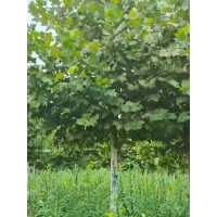 12-15公分法桐 绿化工程观赏树 景区种植法桐树 截杆发帽造型原树树形绿化 电议价格 南阳硕阳月季