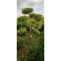 卫矛云朵造型树 卫矛造型树 东北特色耐寒绿化苗木 电议价格 卫矛造型树 园林绿化庭院树