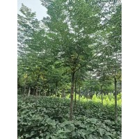 8-9公分苦楝 道路种植成活率高抗风耐寒 自己种植可随便选苗 电议价格 高唐县豪风苗木基地