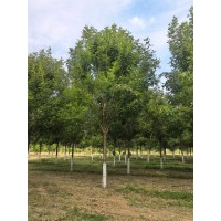 12-15公分一级白蜡出售 白蜡风景树 工程园林观赏树 户外行道树 电议价格 盛阳苗木基地
