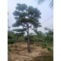 黑松 常绿黑松造型批发 精品景观松 树形美观 造型美观 观赏性强 四季常绿 电议价格 泰山造型松基地