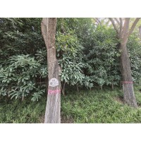 22公分国槐的价格区间参考 河南国槐价格表 园林绿化城市道路绿化行道树 电议价格 昌城苗木