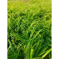 红花萱草多年生宿根草本 花坛花境花海造景工程小区庭院点缀 电议价格 鞍山地被植物 莉娜