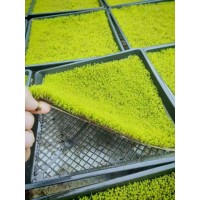 苔藓托盘苗 墙体观赏绿化小区庭院公园造景绿化 工程绿化苔藓 覆盖效果好 电议 绿百春苗木