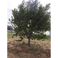红叶碧桃10～13公分 基地实拍 园林绿化树 公园绿化造景 电议价格 菏泽货源电议装车 鲁韵苗木