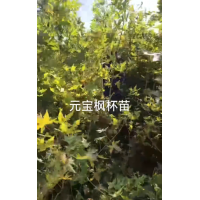 出售元宝枫杯苗~地径1公分的元宝枫80万 需要的联系 对公账号，有嫁接工人有干活工人