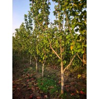 处理梨树8-12公分 基地供应梨树 庭院观赏 南北方种植盆栽地栽苗 规格齐全 沧州货源 电议价格