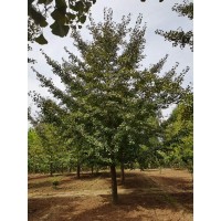 15-22精品银杏 苗圃供应庭院植物多年生银杏 景区园林造景绿化树现货齐全 电议 源华银杏