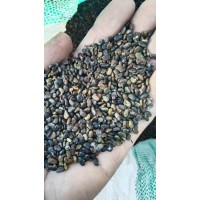 刺槐种子 新采刺槐种子上市 电议价格 荒山造林耐旱护坡绿化 防止水土流失 承德环艺种子经销处