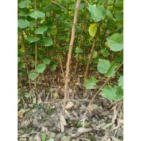 金太阳杏树 庭院盆栽种植工程苗木 可食用果树 苗圃供应 植株健壮 根系发达 电议价格 山西鼎森苗木