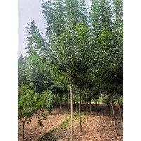 6-8公分白蜡 抗污染能力突出枝繁叶茂 观赏度高 区厂绿化 乡村道路绿化树 电议价格 博野永兴园林